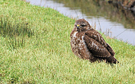 Common Buzzard (Buteo buteo)